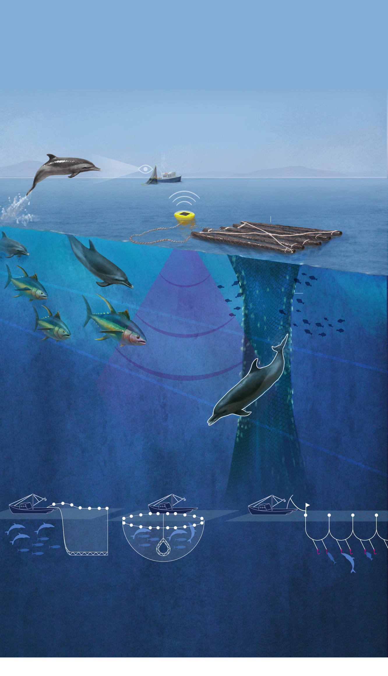 Dolphin Problem How tuna fishing can harm dolphins