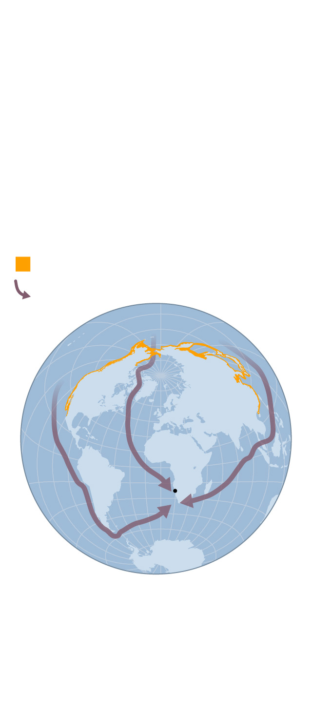 nganimals-2106-longest-whale-migration_primary_ai2html-mobile.jpg