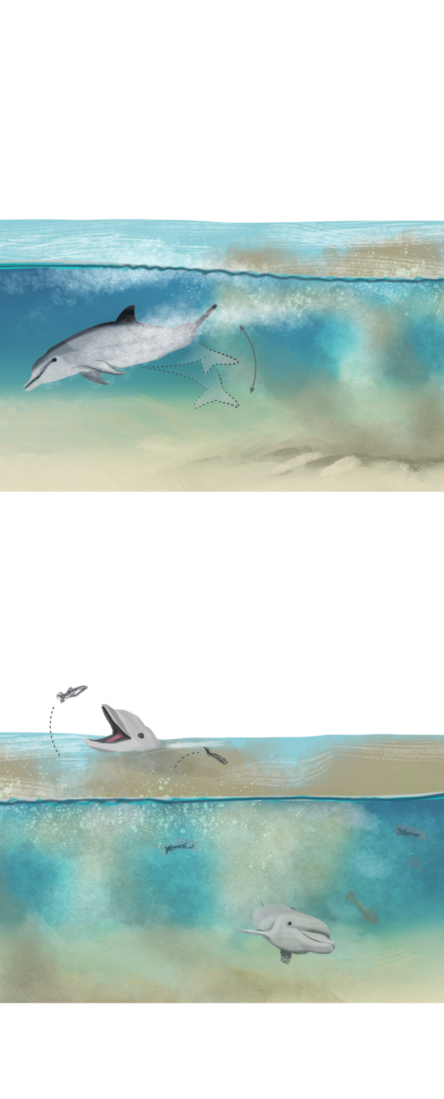 Dolphins blindside fish for an easier catch.