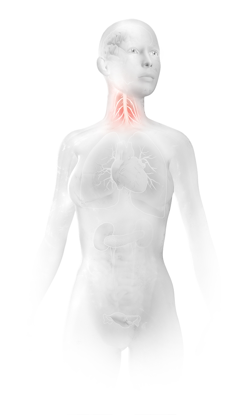 Illustration of a human body highlighting the nervous system
