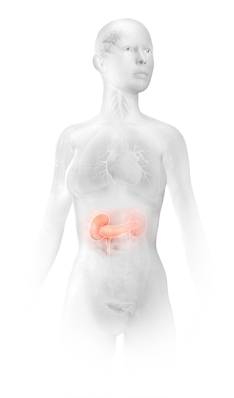 Illustration of a human body highlighting the kidneys