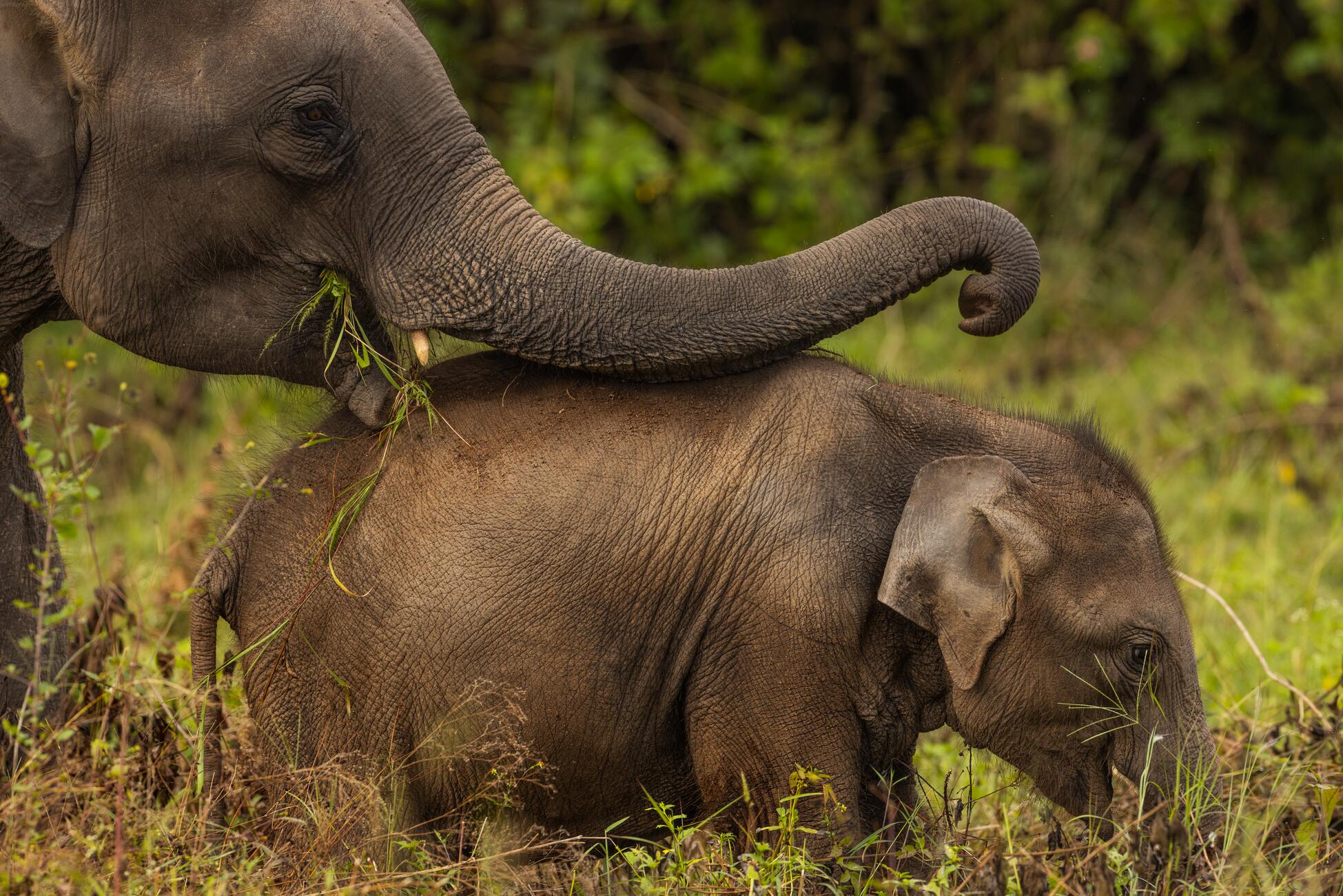 Picture of an adult elephant touching its trunk to the back of a baby elephant in a grassy field