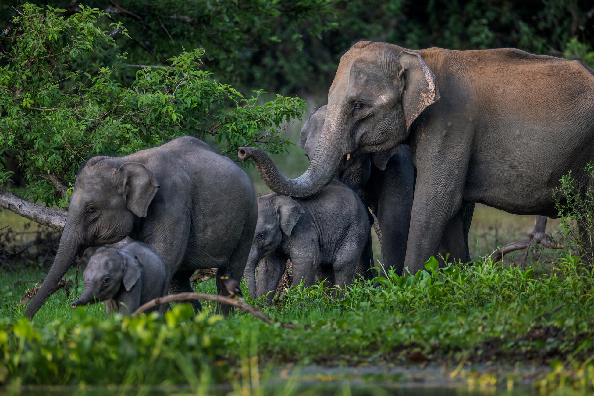 Picture of five elephants, one large, two medium-sized, and two small in a green forest. The largest elephant is touching its trunk to a small elephant’s back.