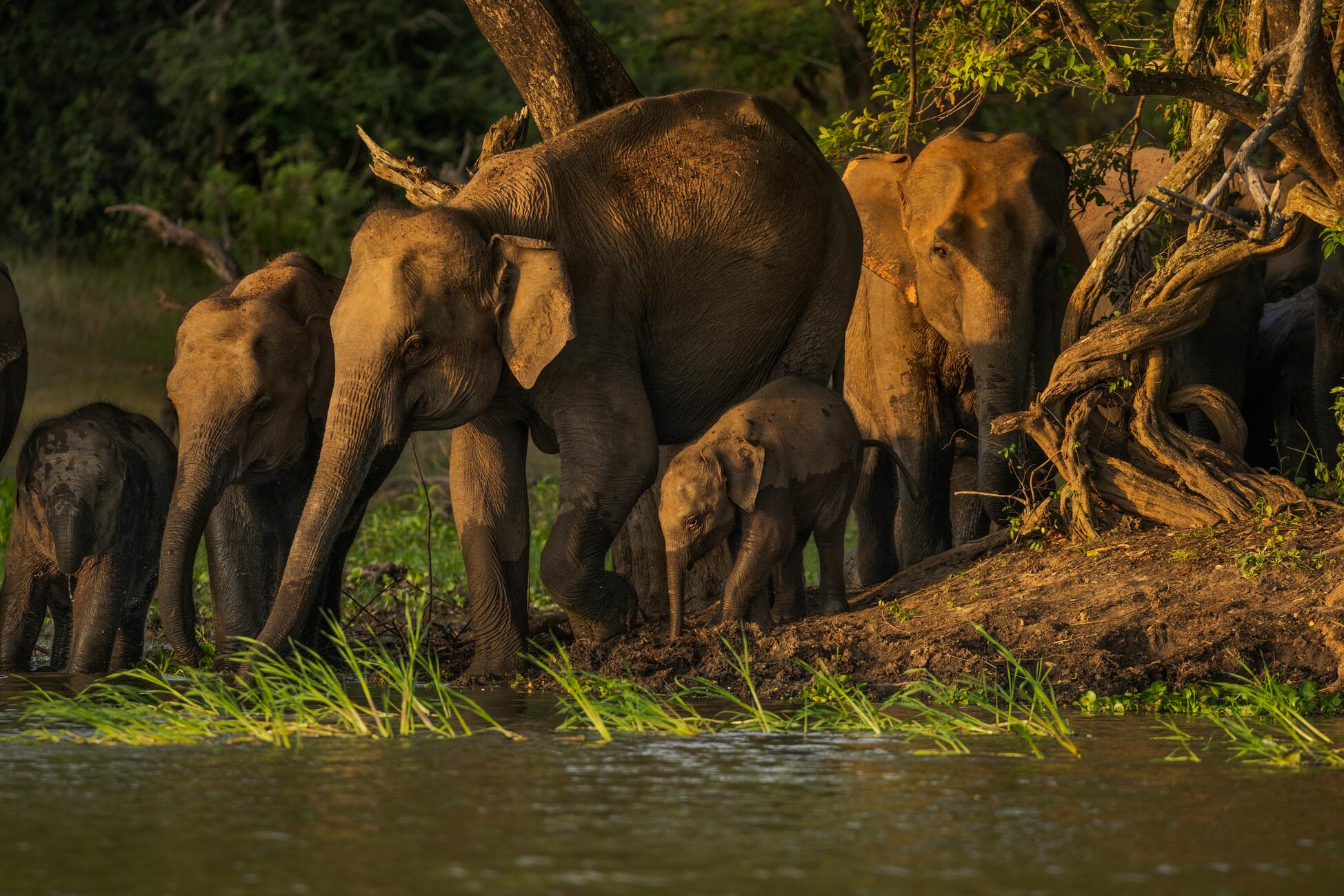 Picture of a large group of elephants including adults and babies in golden light approaching a small body of water
