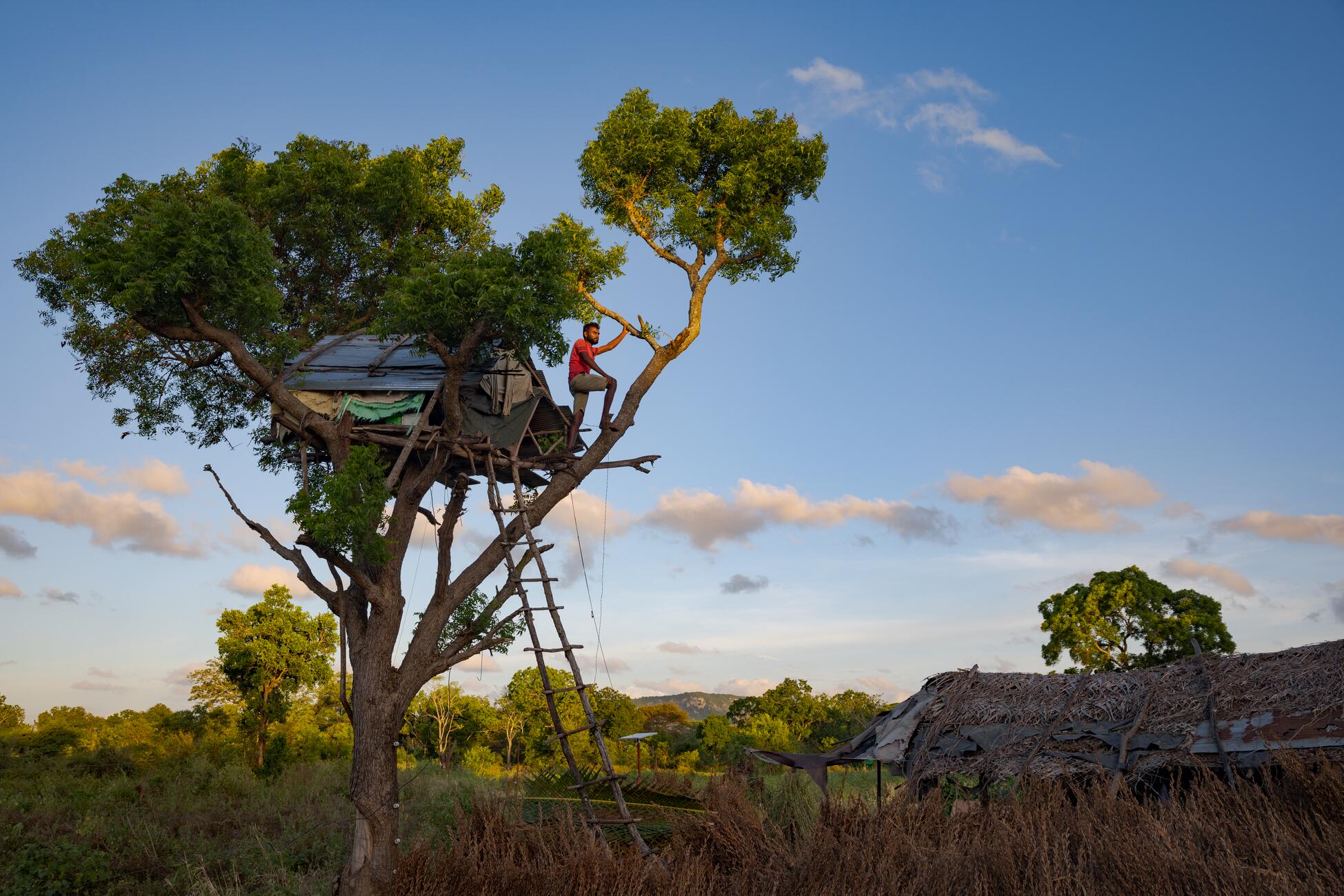 Picture of a man standing in a tree looking out into the distance. Behind him in the tree is a tent on a platform and a ladder to the ground
