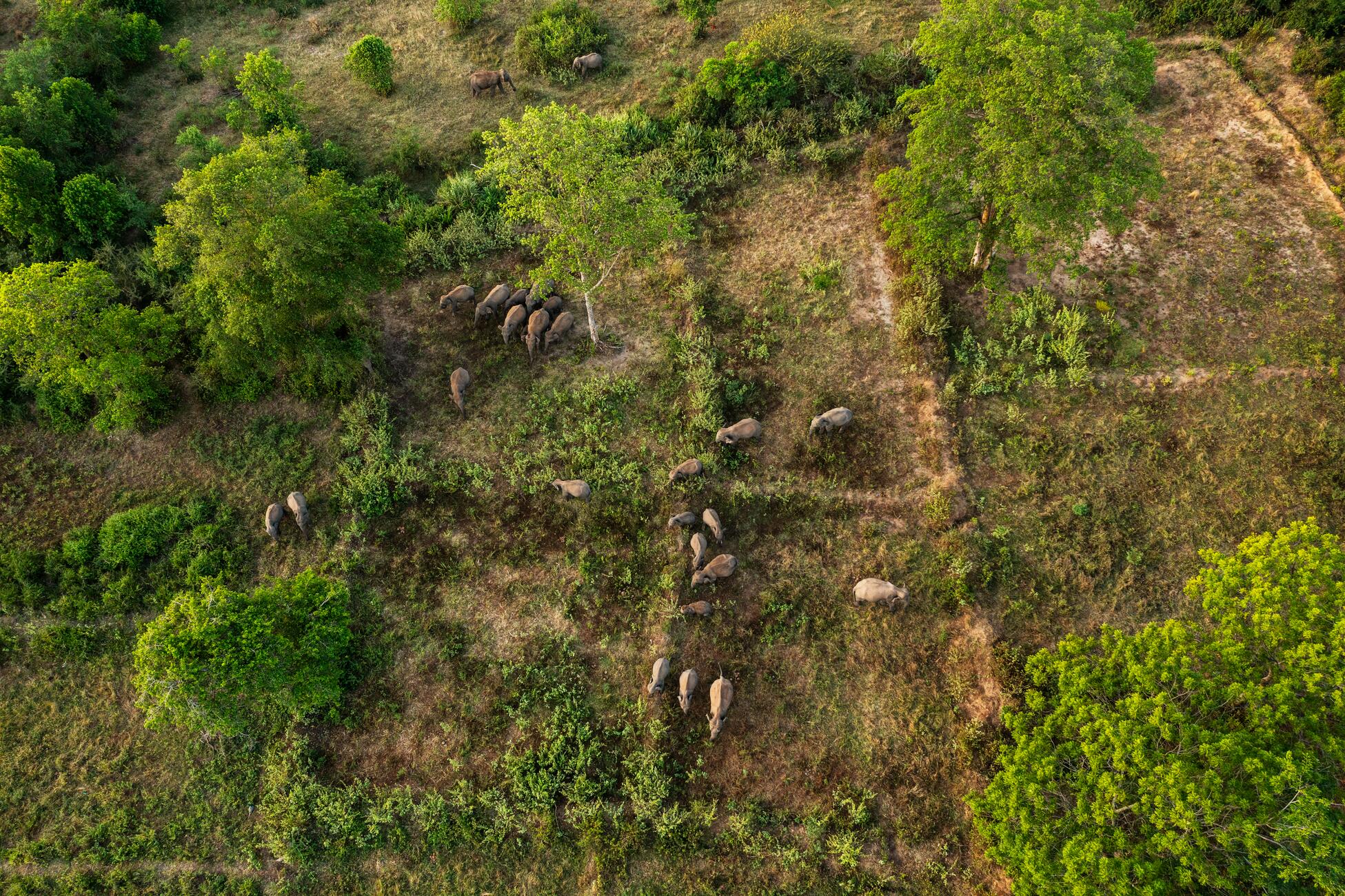 Picture from above of many elephants in a field