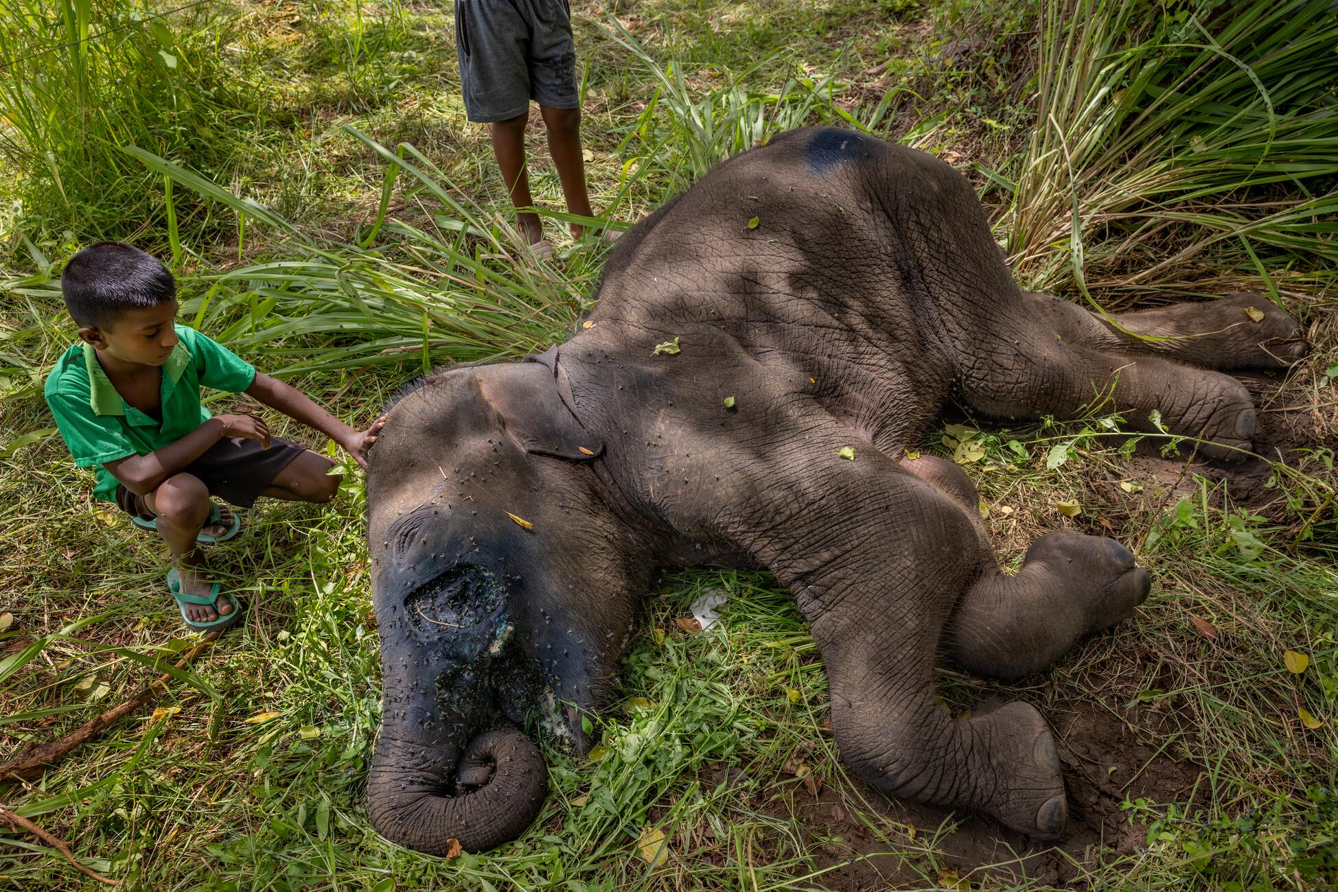 Picture of a boy kneeling in a green grassy field next to and touching a dead young elephant