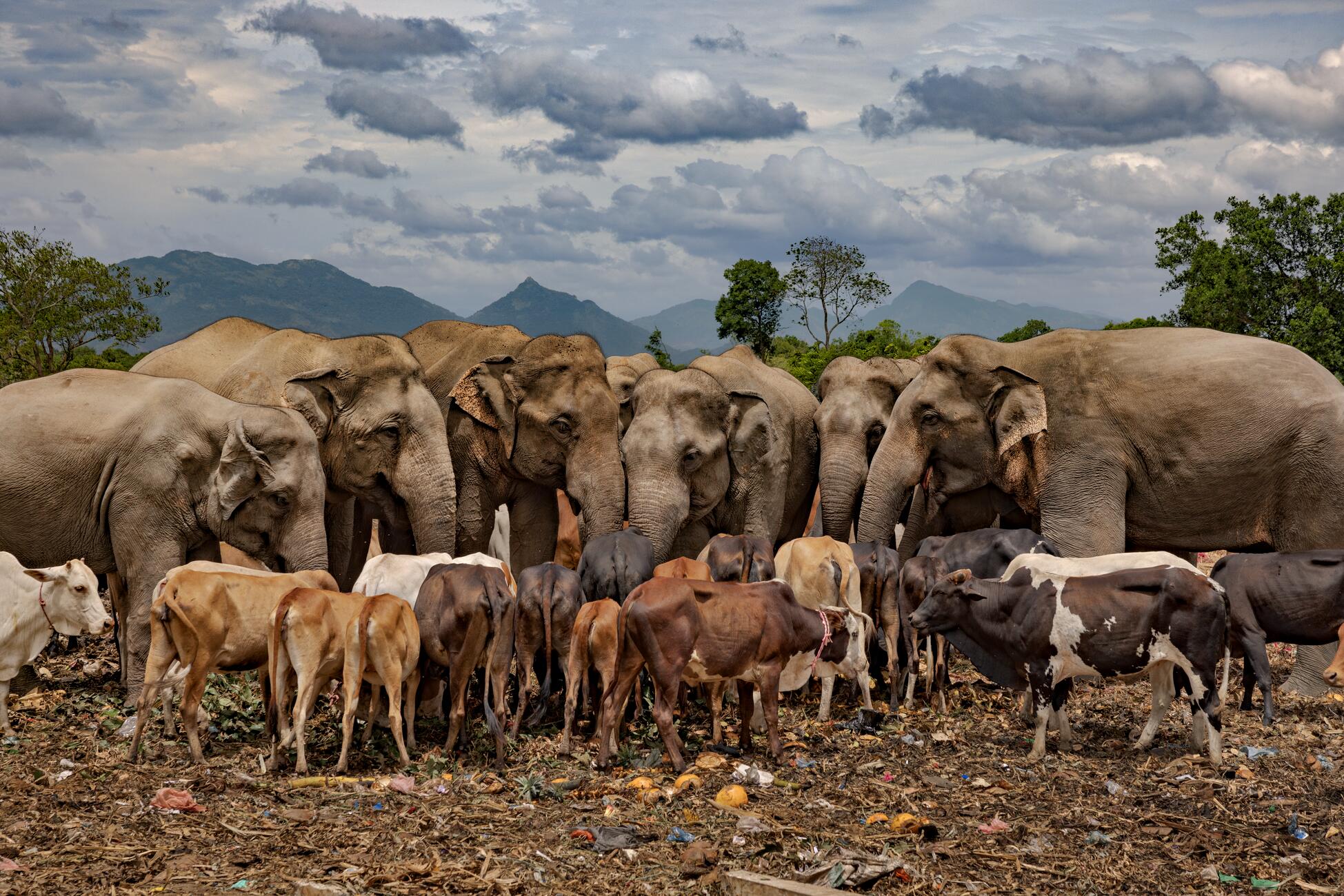 Many large elephants and small, emaciated cows stand close together in a field with food scraps on the ground and mountains in the background