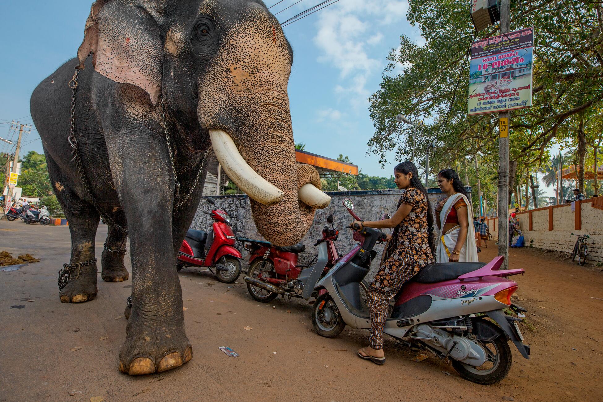 Picture of a large elephant wrapped in a chain walking down an urban street and passing two young women, one of whom is riding a pink motorcycle