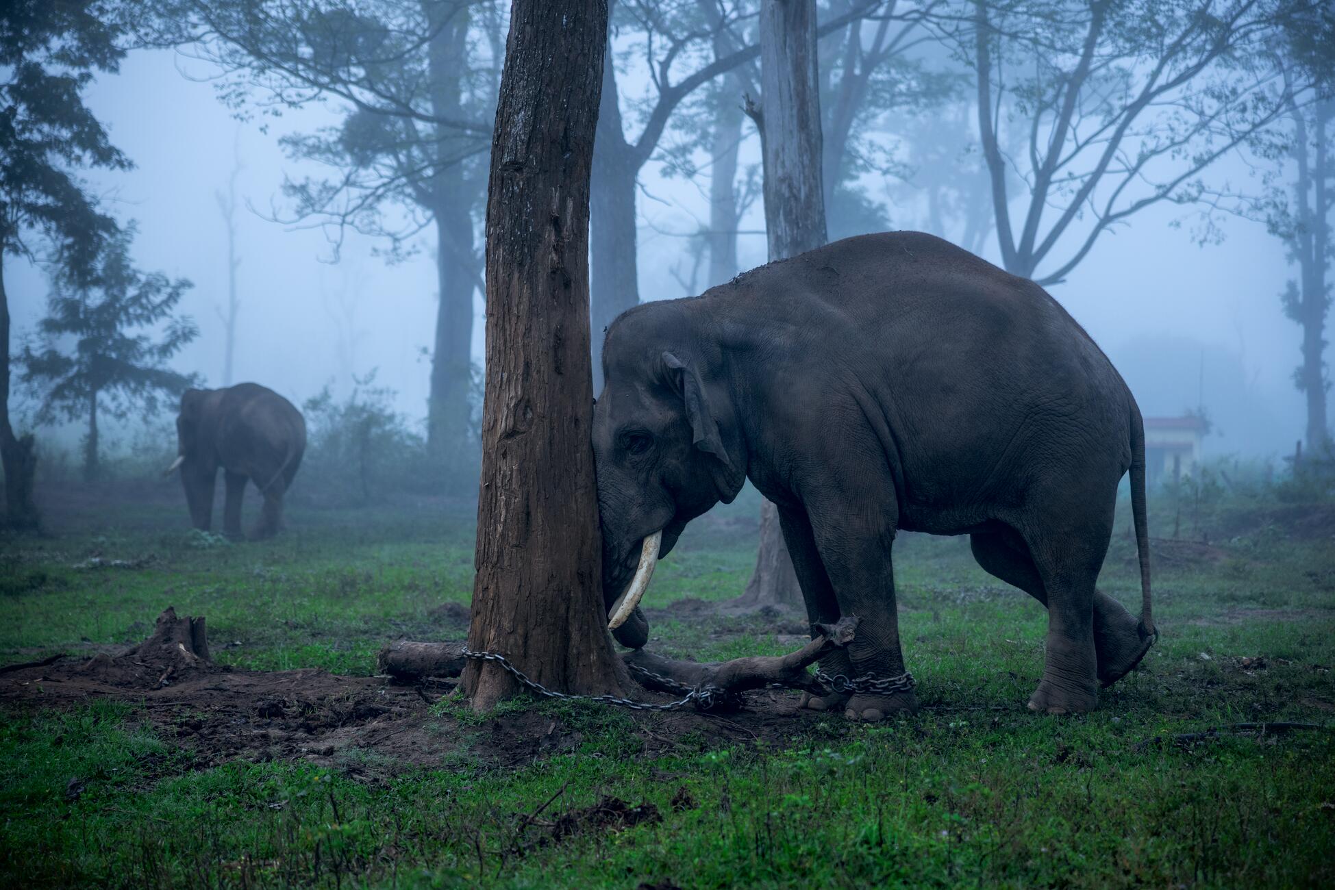 Picture of an elephant with chains around its ankles in gray morning mist leaning its head and trunk against a tree