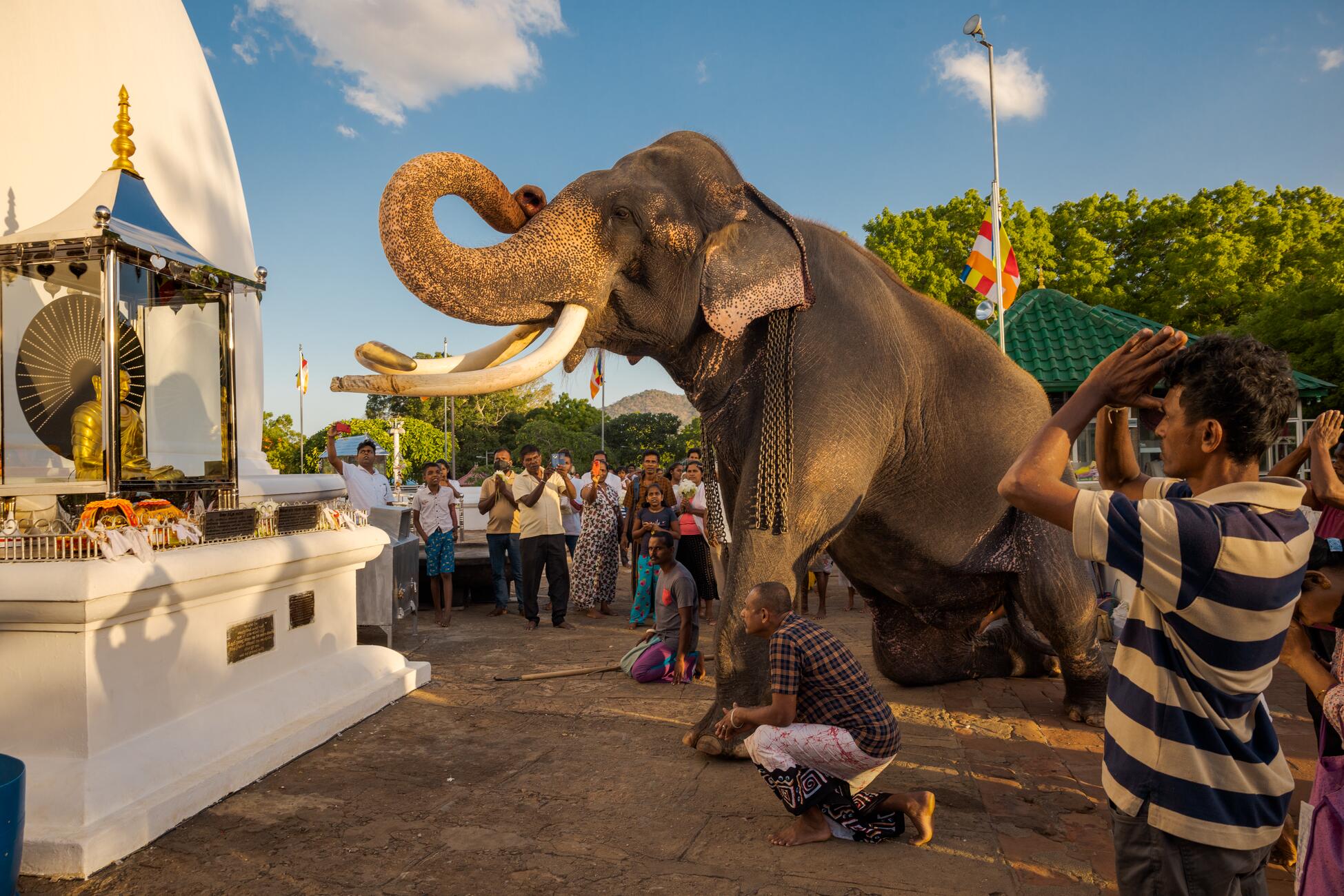 Picture of a large elephant with long tusks kneeling before a white structure with its trunk curled up, surrounded by a crowd with hands held high or holding cell phones