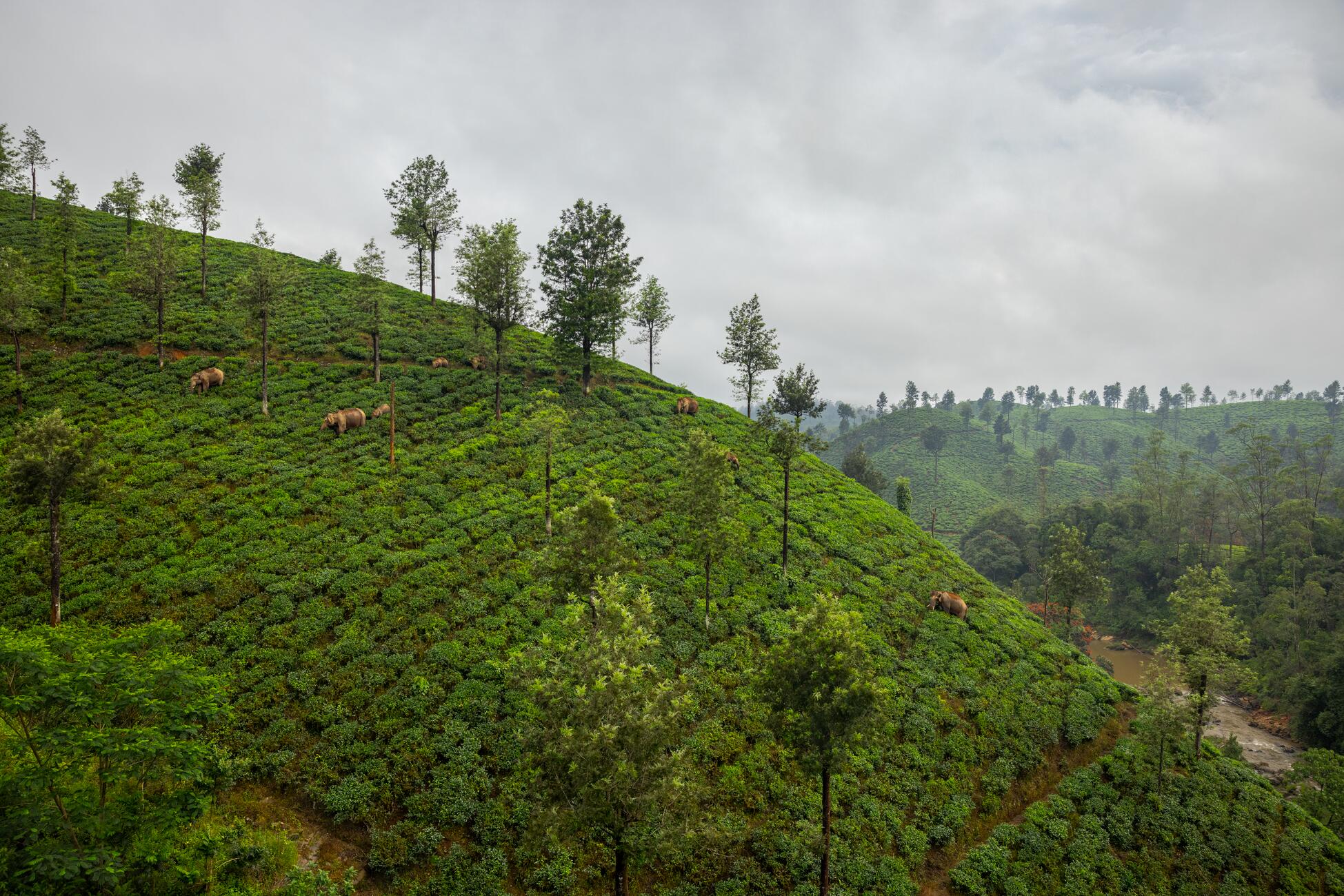 Picture of hills with elephants walking through green bushes and a misty sky