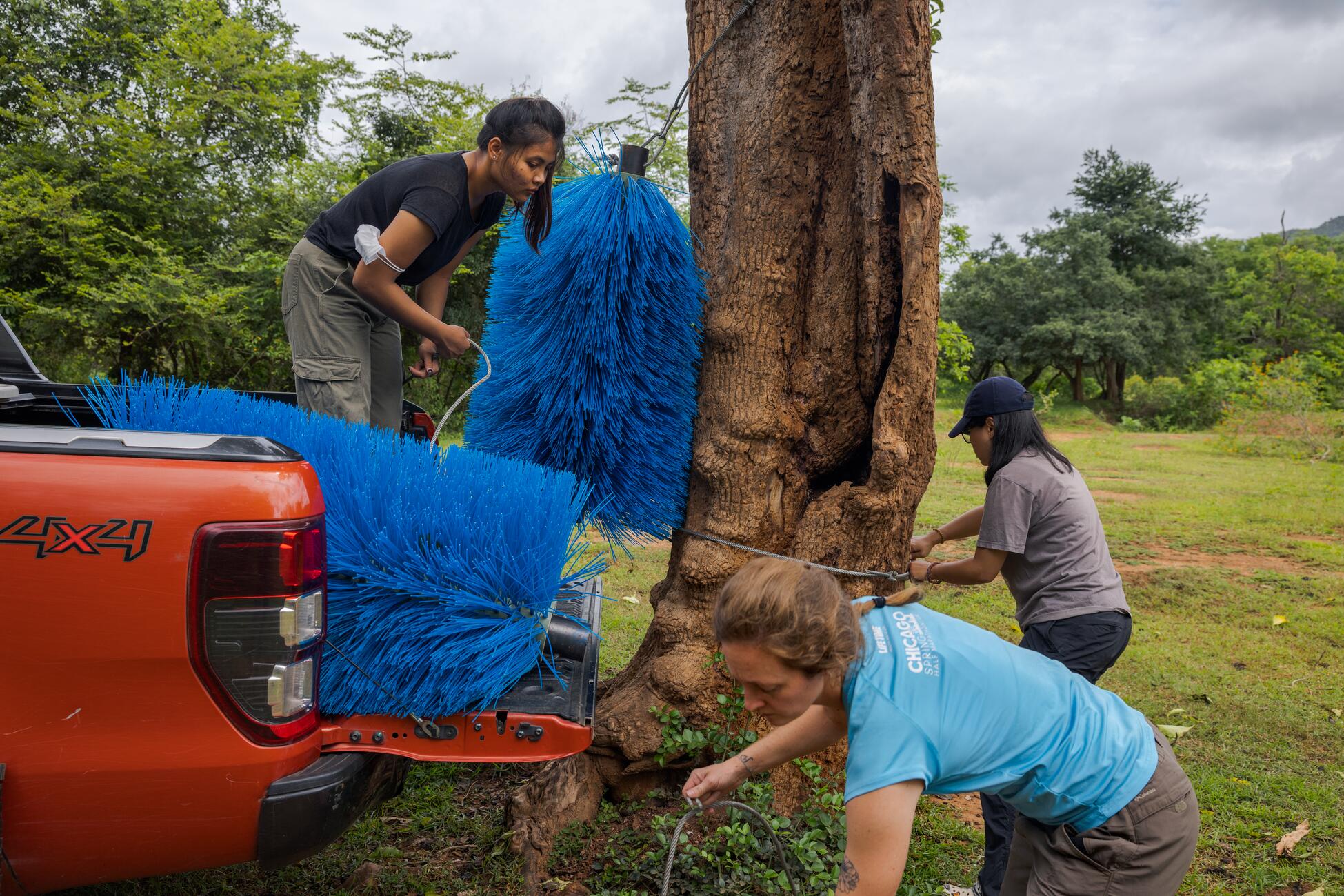 Picture of three women removing large blue brushes from a pick-up truck and tying them to the trunk of a tree