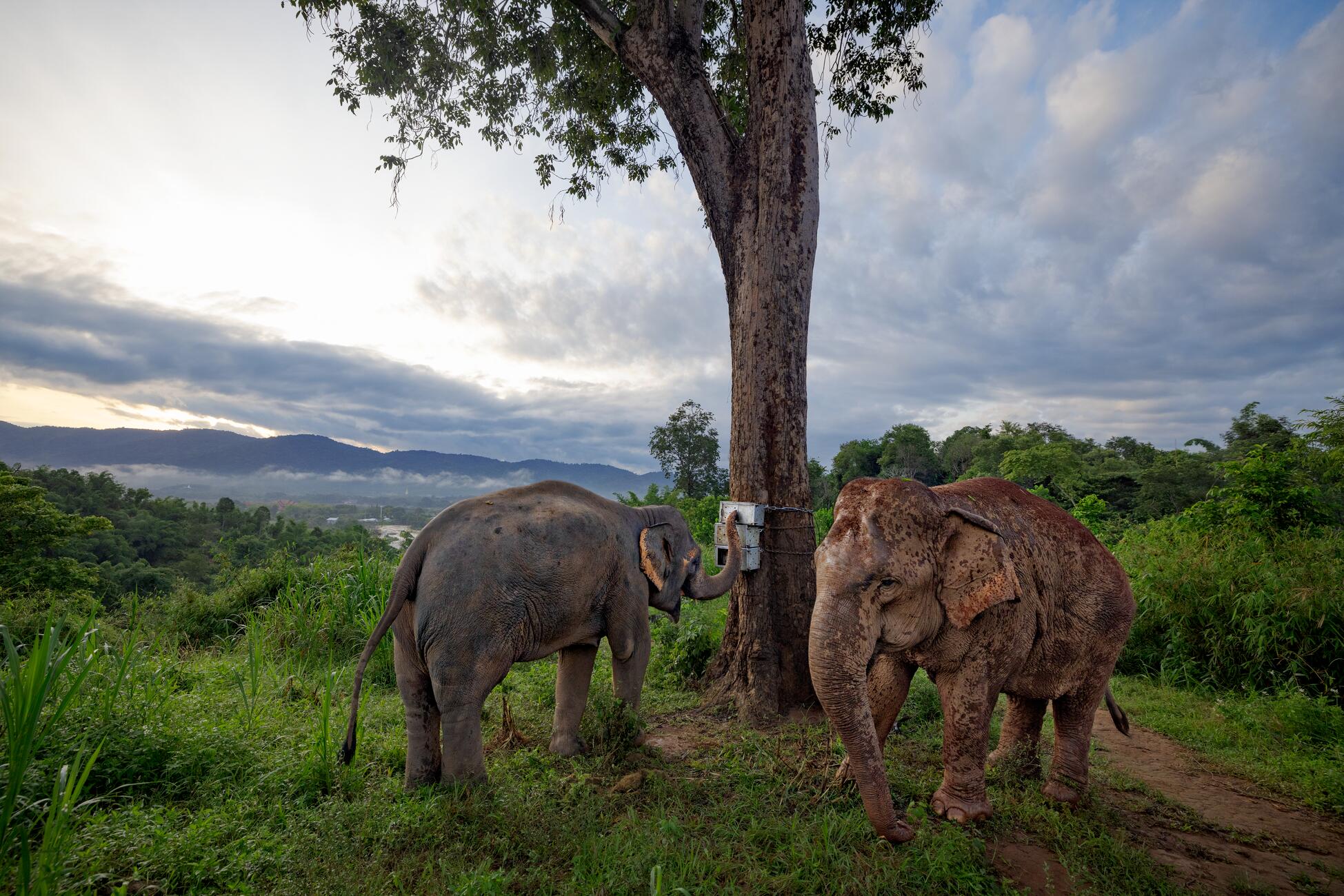 Picture of two elephants in front of a tree in a green forest with mountains and mist in the background. One elephant is touching its trunk to a metal box attached to a tree trunk.