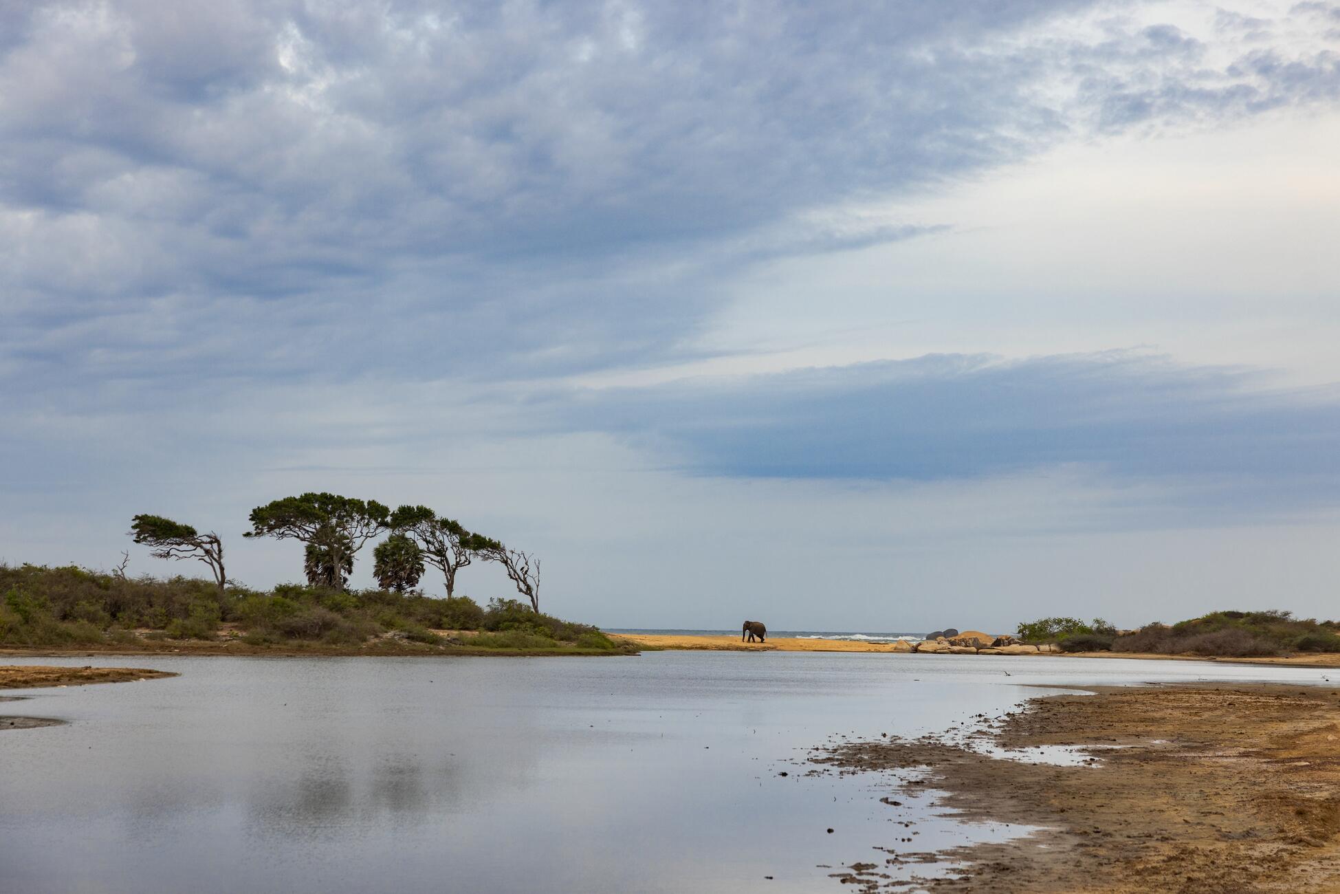 Picture of an elephant walking on a beach in the distance with a shallow body of water in the foreground